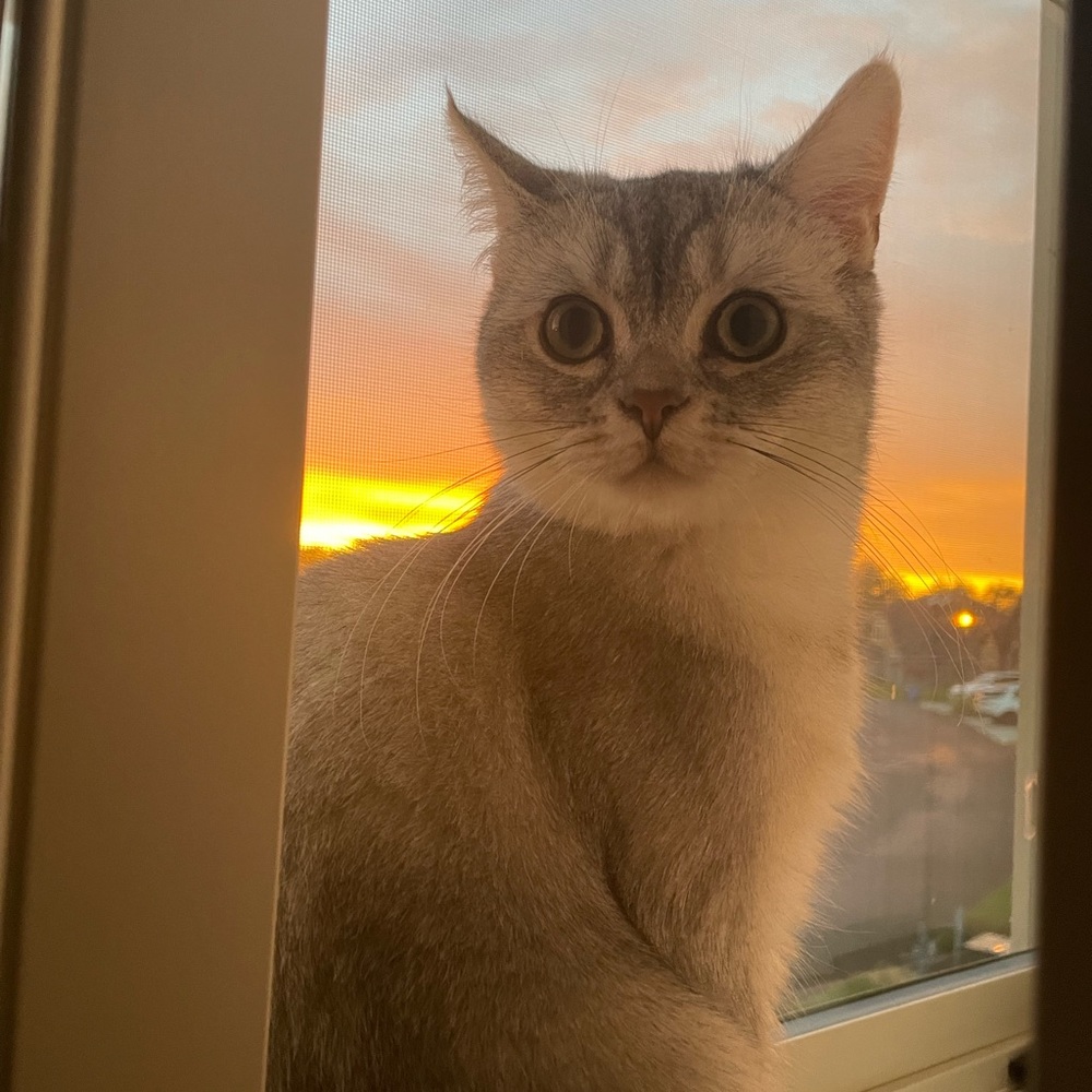 Meet your Posher, Fleb